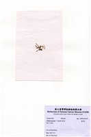 藏品(環節藻)的圖片